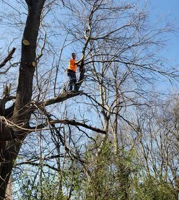 DTC Tree Service