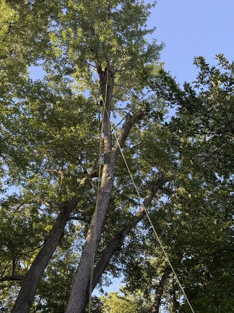 Local yard cleanup service for outdoor upgrades across La Vista, NE - DTH Landscaping