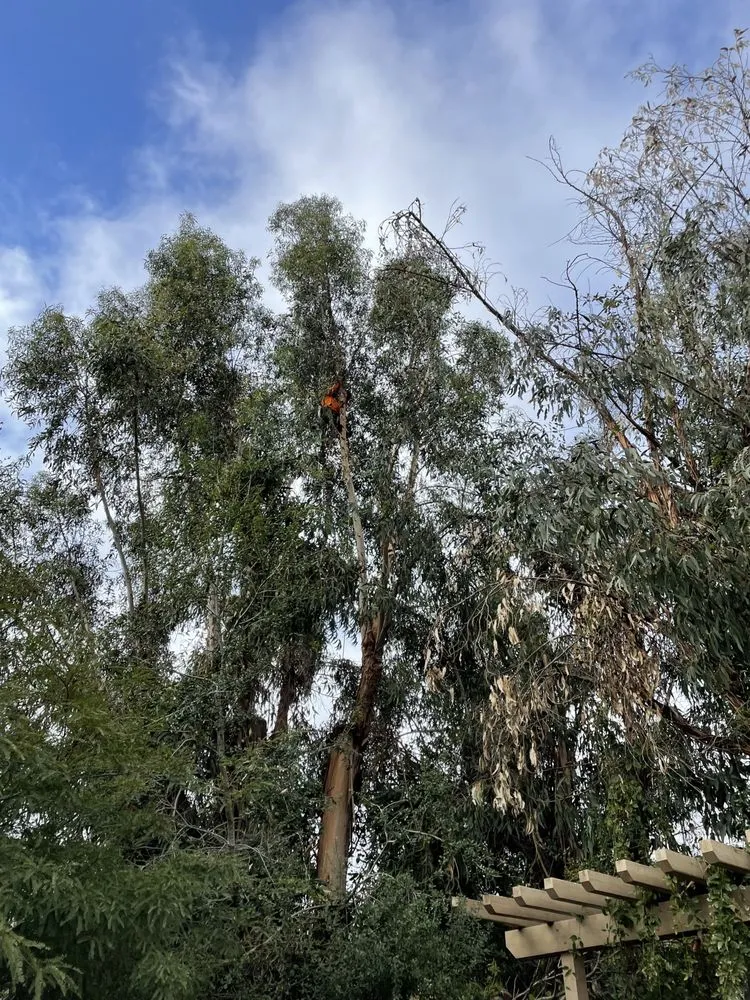 Professional lawn care service in Norco, CA - Dthree Landscape & Tree Service