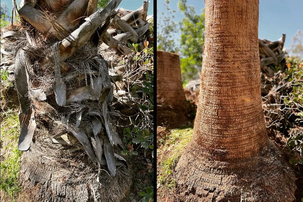 Custom lawn care service experts serving Norco, CA - Dthree Landscape & Tree Service