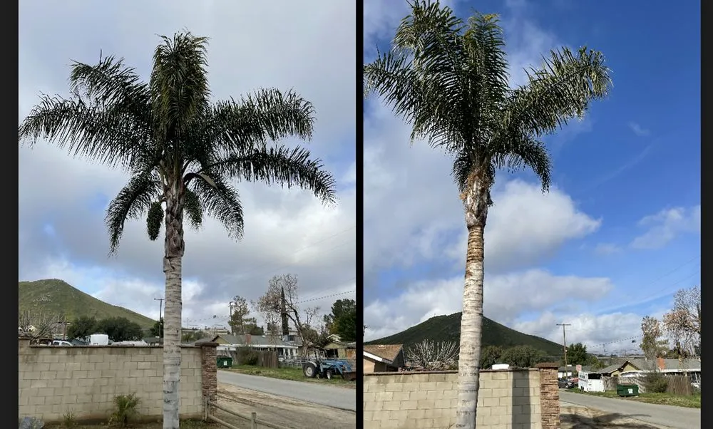 Local lawn care service in Norco, CA by Dthree Landscape & Tree Service