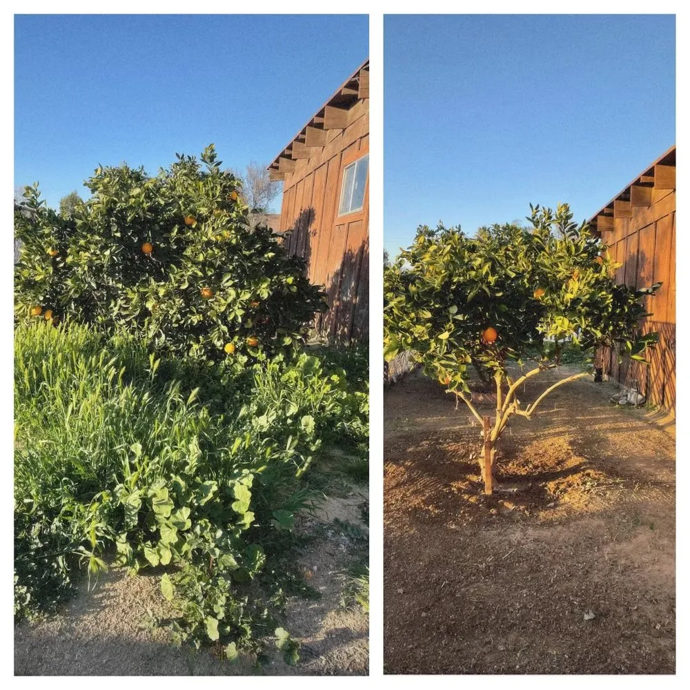 Top-rated landscape installation for year-round maintenance in Norco, CA by Dthree Landscape & Tree Service