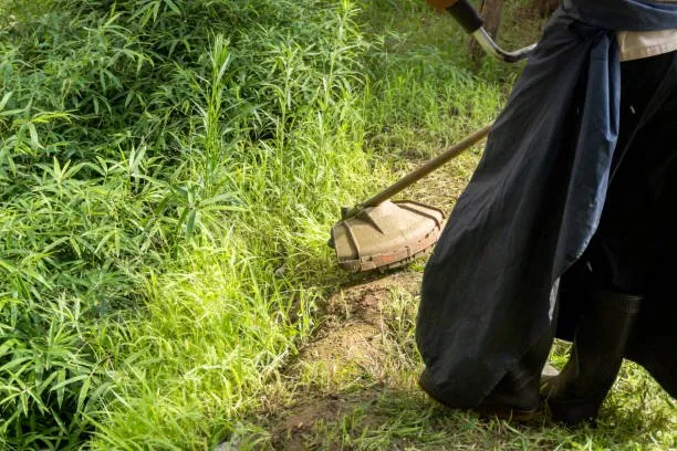 Trusted yard maintenance for beautiful yards in Lehigh Acres, FL by DTS Enterprises