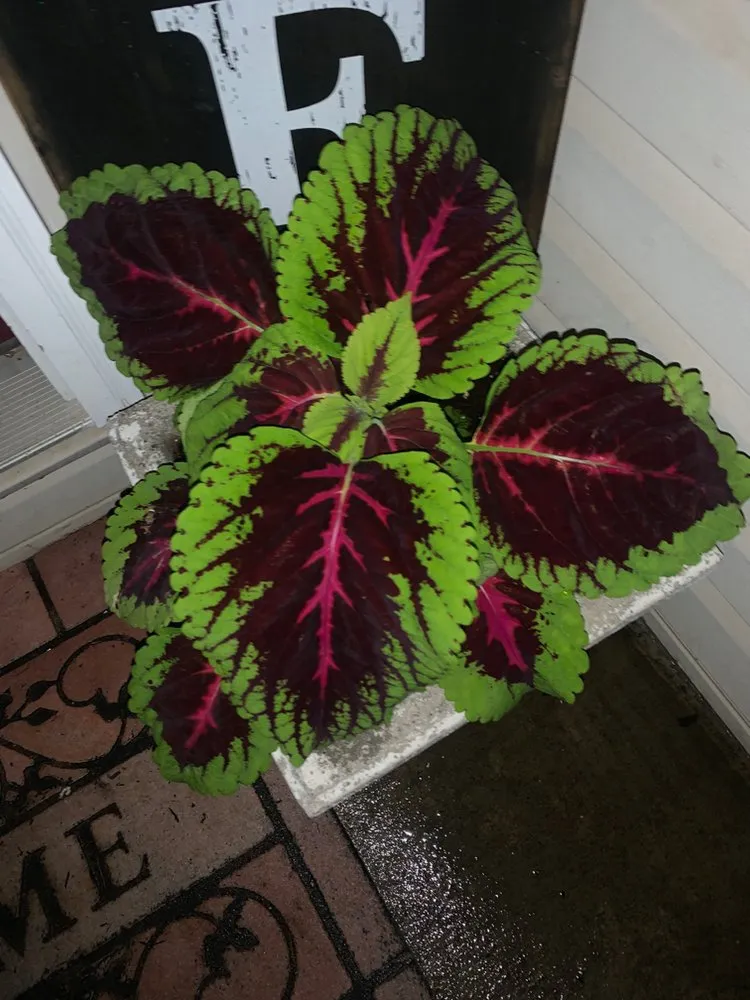 Affordable lawn mowing service in Trenton, OH - DT'S Inside & Out