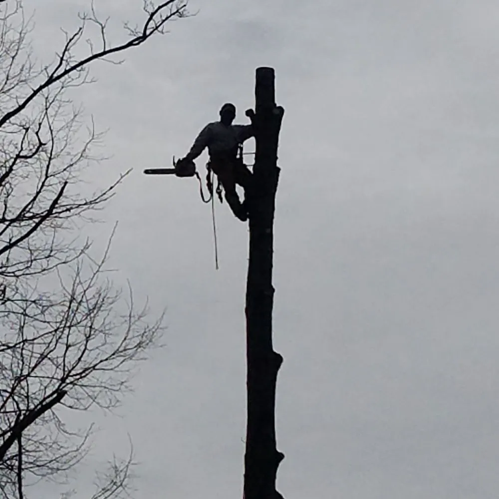 Trusted yard maintenance near you in Woodbridge, VA by Duane's Tree Removal Service