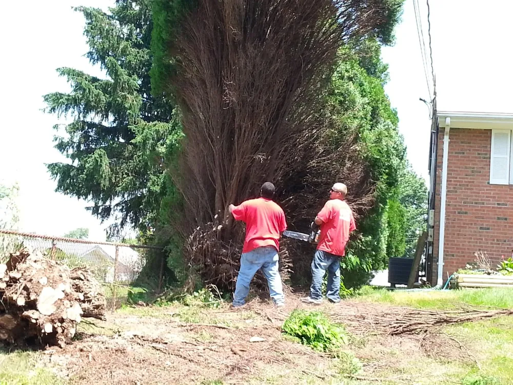 Trusted landscaping services in Woodbridge, VA by Duane's Tree Removal Service