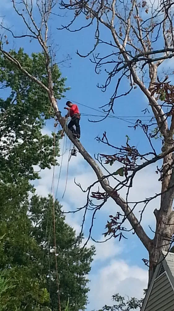 Professional lawn care service experts serving Woodbridge, VA - Duane's Tree Removal Service
