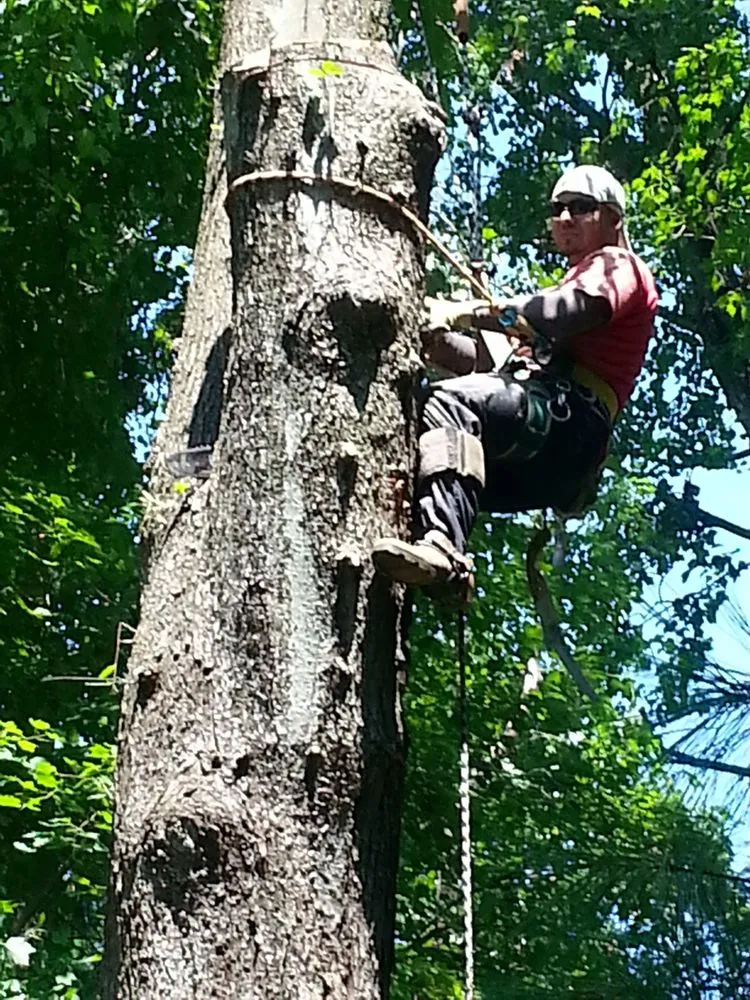 Custom yard cleanup service experts serving Woodbridge, VA - Duane's Tree Removal Service