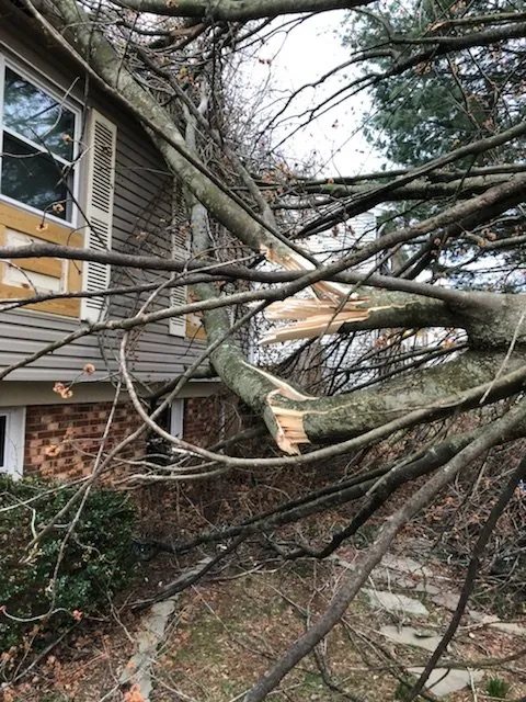 Reliable landscape installation in Woodbridge, VA - Duane's Tree Removal Service