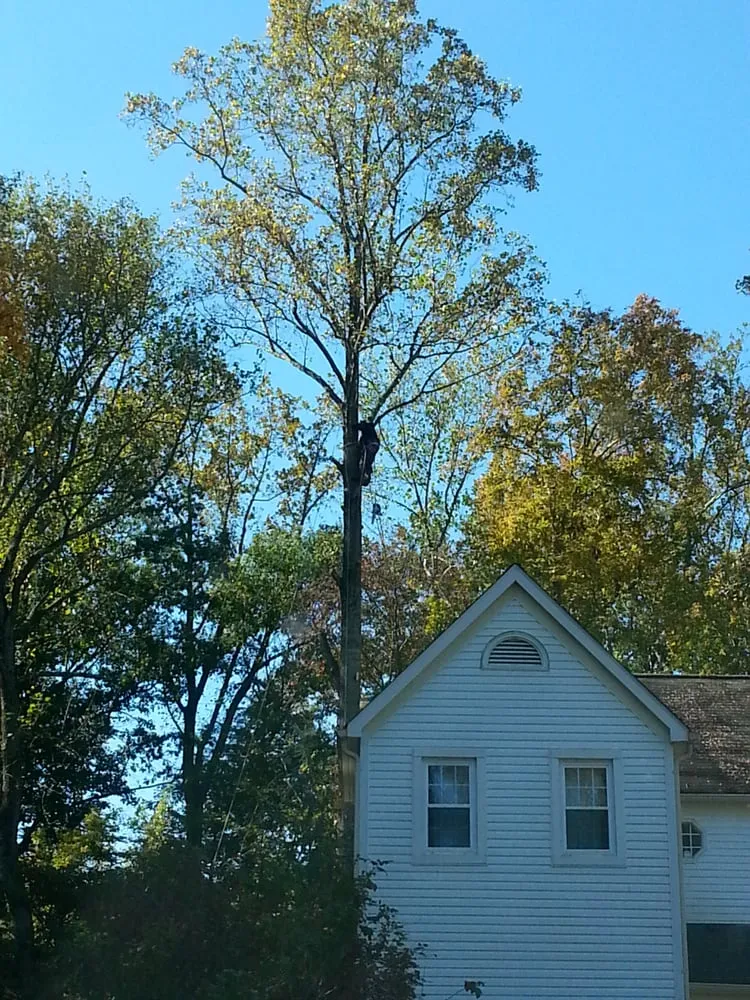 Professional landscaping services in Woodbridge, VA - Duane's Tree Removal Service