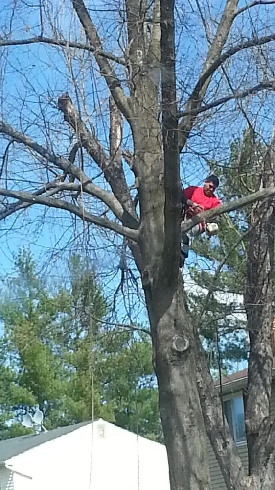 Reliable landscaping services for outdoor upgrades in Woodbridge, VA by Duane's Tree Removal Service