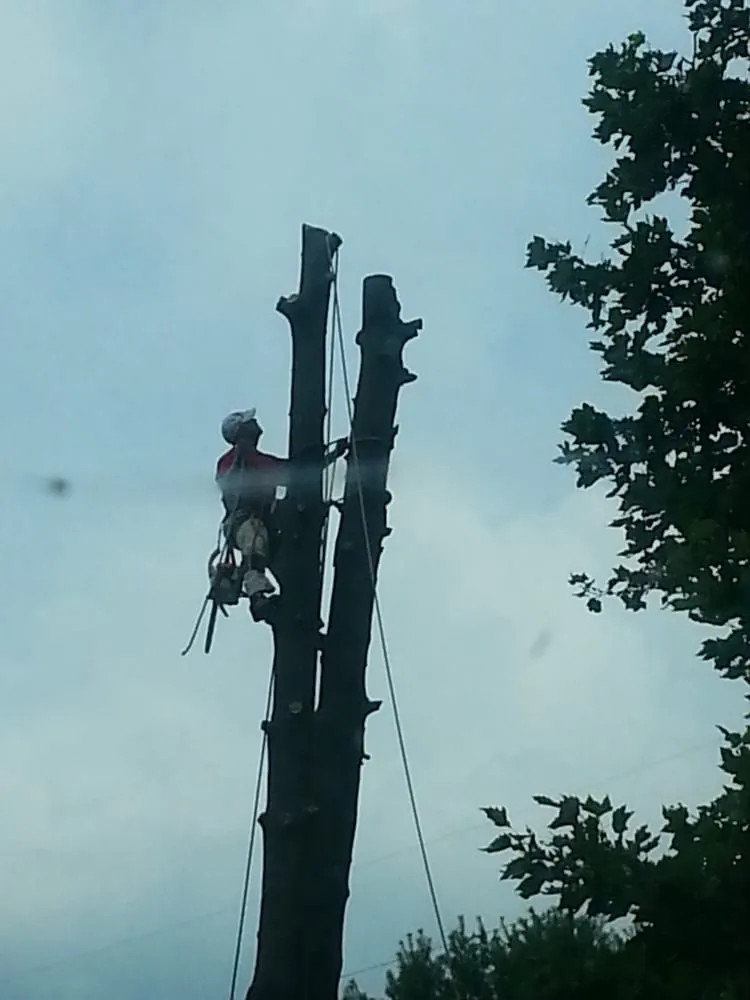 Top-rated lawn care service in Woodbridge, VA by Duane's Tree Removal Service