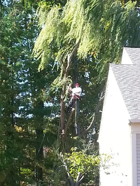 Top-rated garden landscaping experts serving Woodbridge, VA - Duane's Tree Removal Service