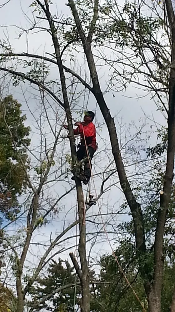 Trusted outdoor landscaping experts serving Woodbridge, VA - Duane's Tree Removal Service