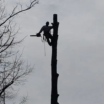 Duane's Tree Removal Service Logo