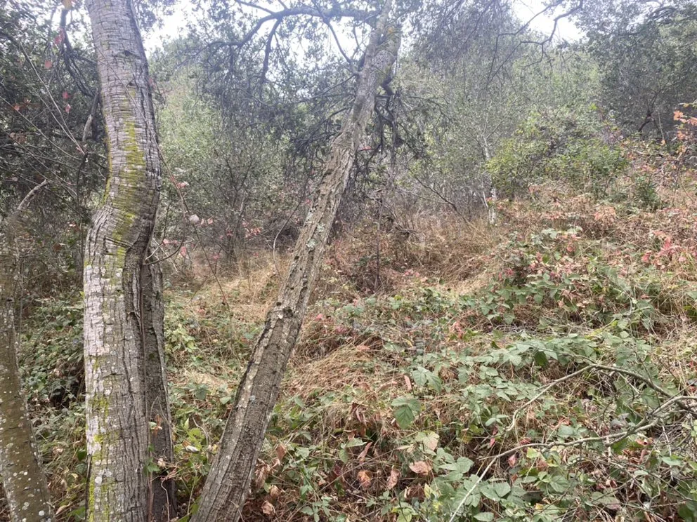 Top-rated outdoor landscaping experts serving SALINAS, CA - Duarte General Cleaning Services