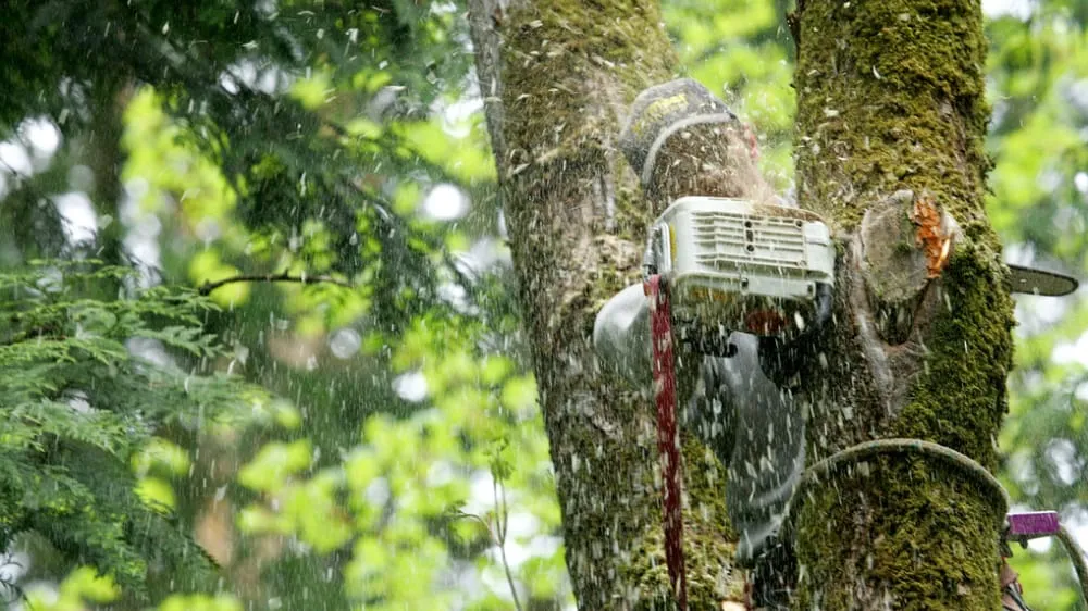 Reliable garden landscaping for outdoor upgrades across Baton Rouge, LA - Dub Pray's Tree Care & Removal