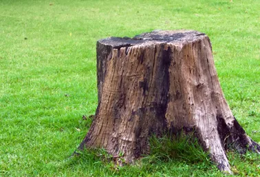 Professional lawn care service experts serving Manchester, NH - Dubois Tree Service