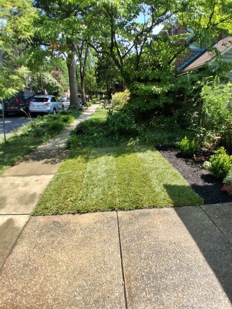Custom yard cleanup service experts serving Silver Spring, MD - Dubon’s Renovation