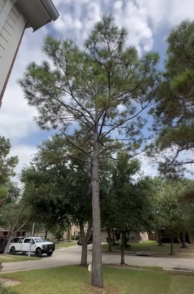 Expert landscaping services with custom design in Magnolia, TX by DuBose Tree & Land Management