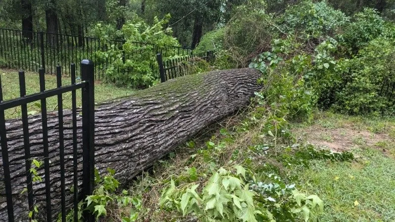 Trusted lawn care service with custom design in Magnolia, TX by DuBose Tree & Land Management