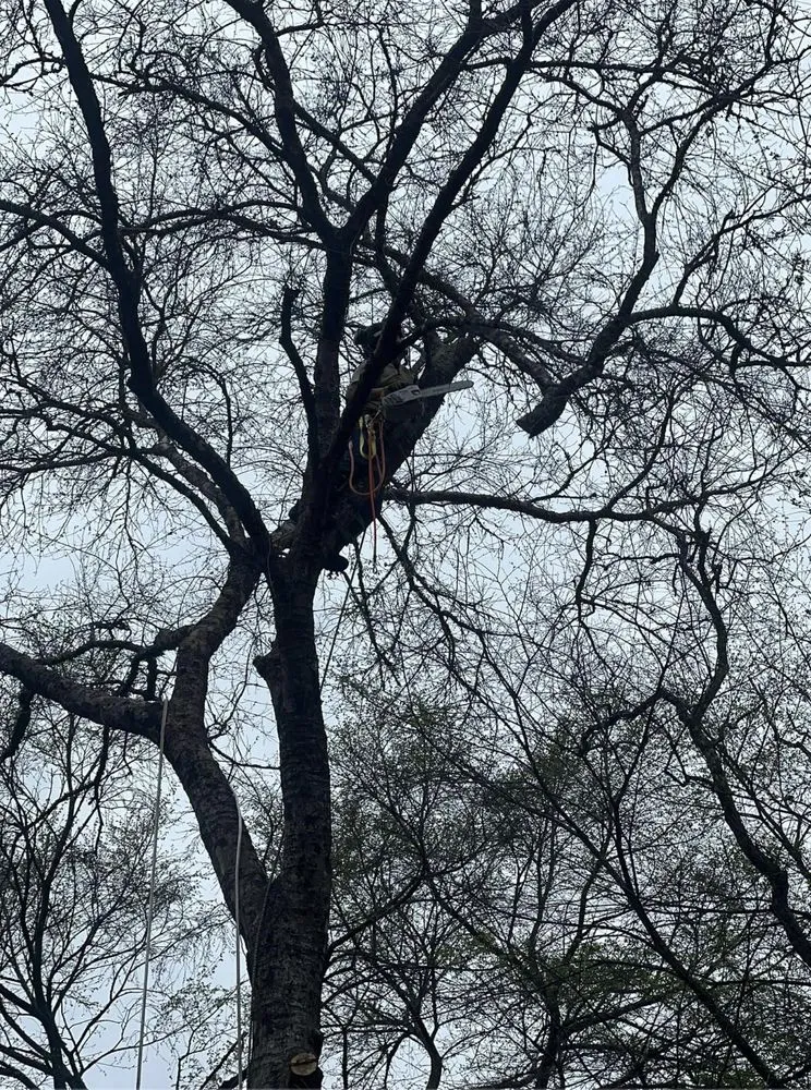 Top-rated lawn mowing service in Magnolia, TX - DuBose Tree & Land Management