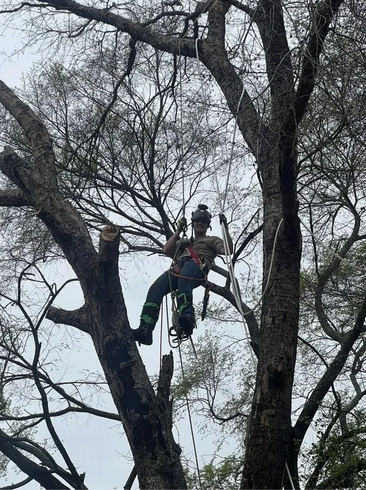 Expert residential landscaping experts serving Magnolia, TX - DuBose Tree & Land Management