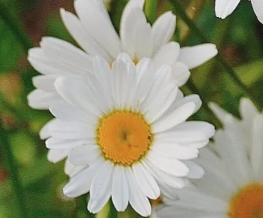 Custom yard cleanup service for outdoor upgrades in Redan, GA by Duce Property Preservation