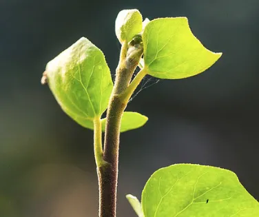 Top-rated landscape installation experts serving Redan, GA - Duce Property Preservation