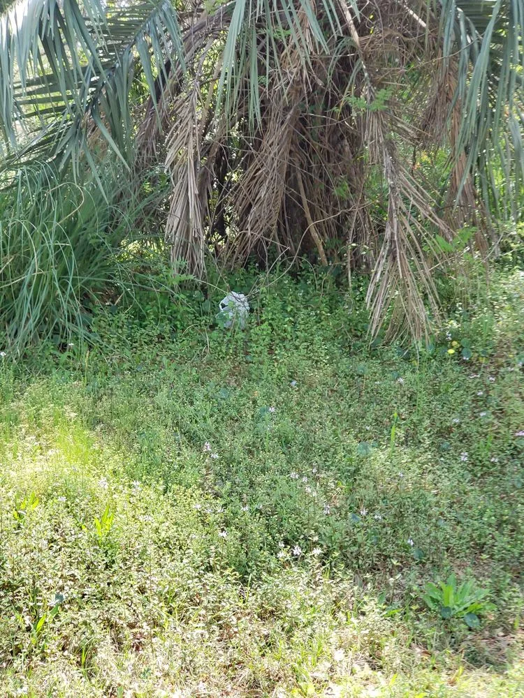 Affordable landscape installation in Moncks Corner, SC - Ducks Landscaping and Property Land Management