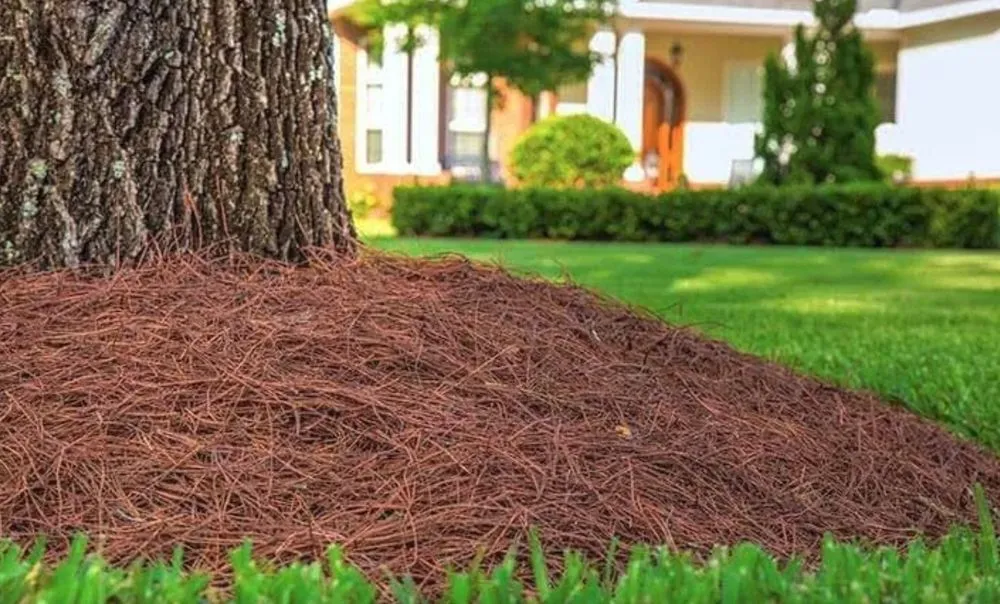 Affordable yard maintenance in Moncks Corner, SC by Ducks Landscaping and Property Land Management