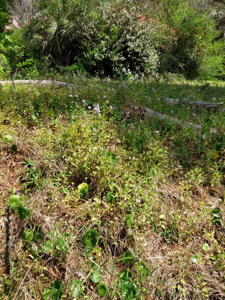 Top-rated yard maintenance in Moncks Corner, SC - Ducks Landscaping and Property Land Management