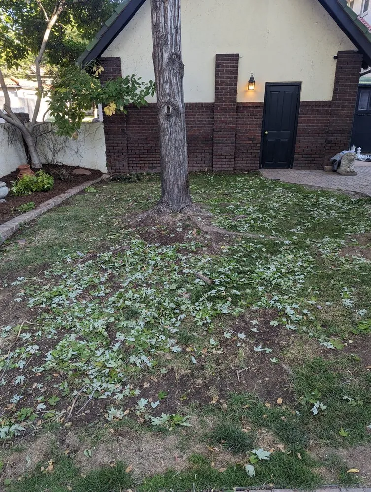 Professional landscaping services in Lakewood, CO by Duckson Landscaping and Maintenance