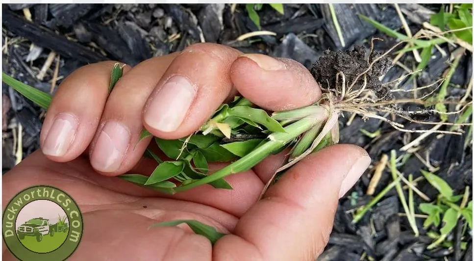 Expert lawn mowing service experts serving Corpus Christi, TX - Duckworth Lawn Care Service