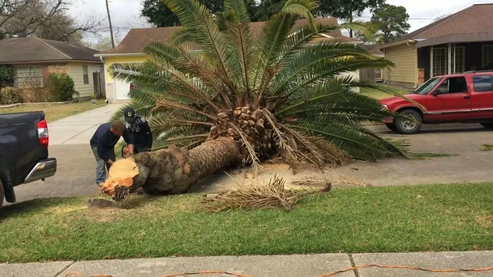 Expert outdoor landscaping in Pasadena, TX by Duckworth Tree Service and Landscaping