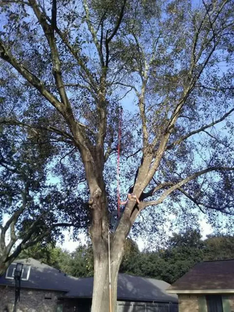 Professional landscape installation experts serving Pasadena, TX - Duckworth Tree Service and Landscaping