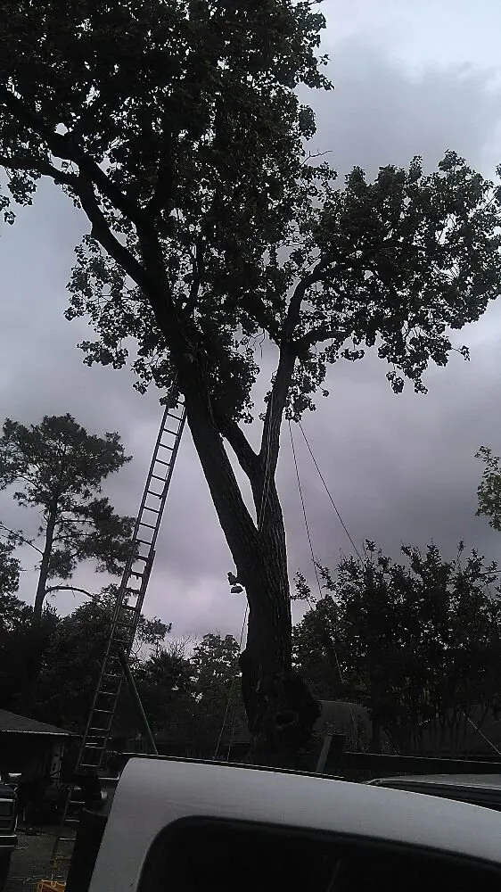 Professional landscaping services in Pasadena, TX - Duckworth Tree Service and Landscaping