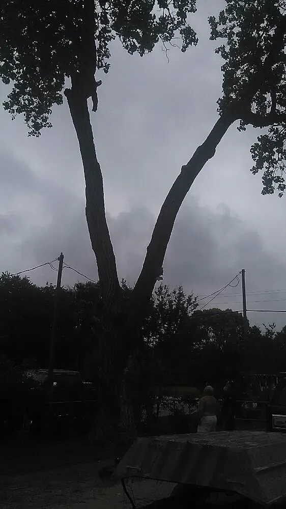 Professional yard maintenance near you across Pasadena, TX - Duckworth Tree Service and Landscaping