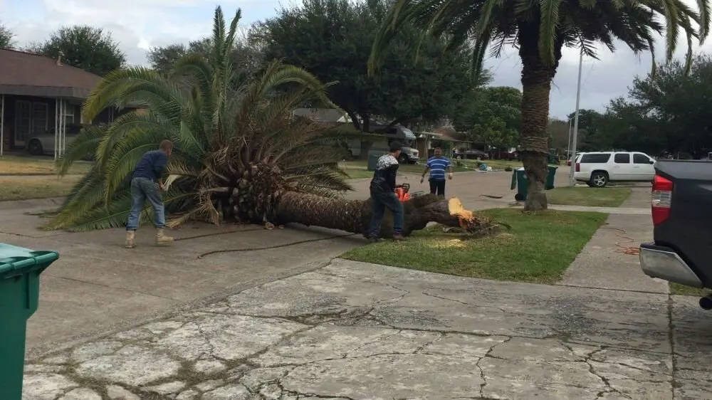 Expert yard maintenance for homes in Pasadena, TX by Duckworth Tree Service and Landscaping