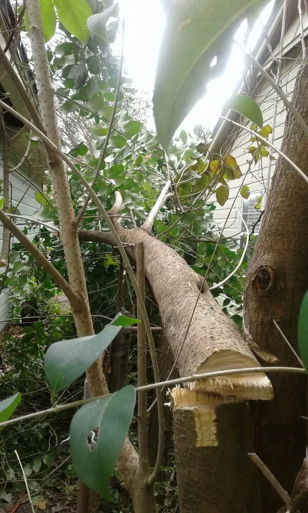 Reliable landscaping services experts serving Pasadena, TX - Duckworth Tree Service and Landscaping