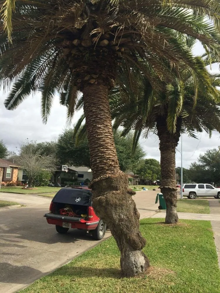 Expert landscaping services for residential properties in Pasadena, TX by Duckworth Tree Service and Landscaping