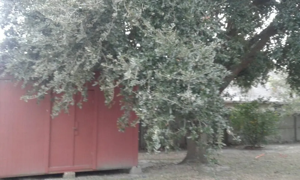 Professional residential landscaping experts serving Pasadena, TX - Duckworth Tree Service and Landscaping