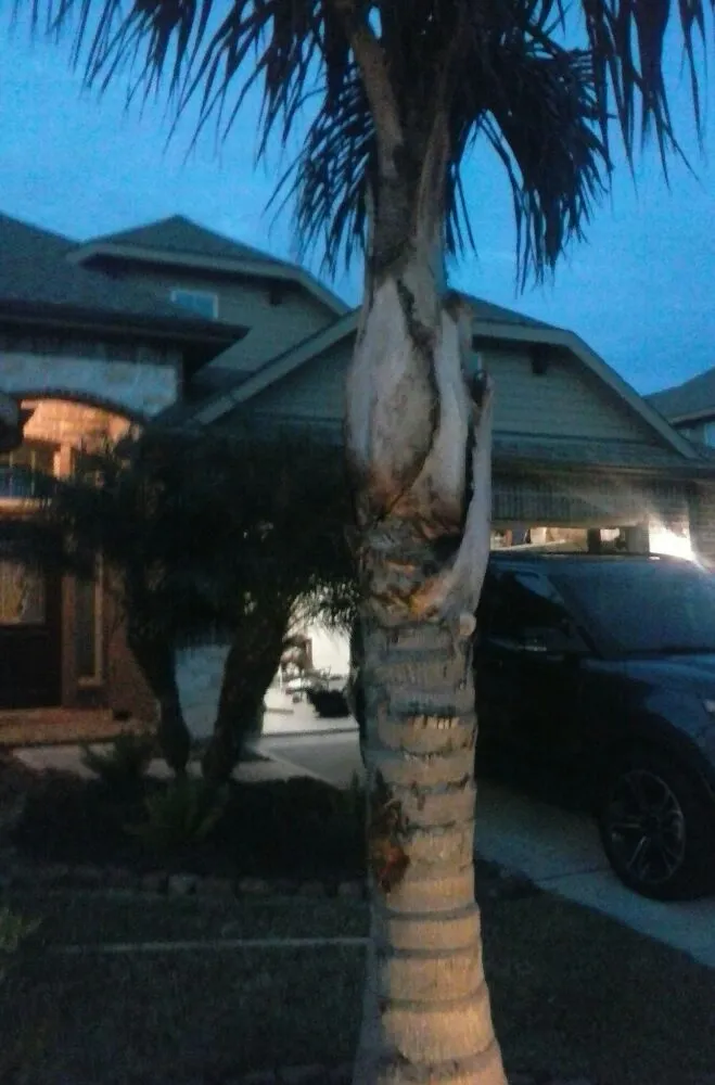 Trusted yard maintenance for year-round maintenance in Pasadena, TX by Duckworth Tree Service and Landscaping