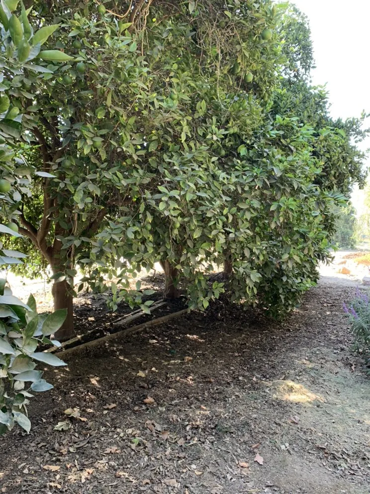 Professional lawn care service in Oxnard, CA - Ducky Landscape & Waste Management