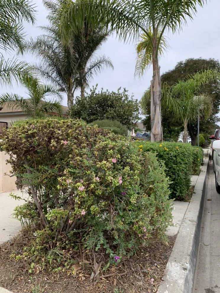 Affordable landscaping services for beautiful yards across Oxnard, CA - Ducky Landscape & Waste Management