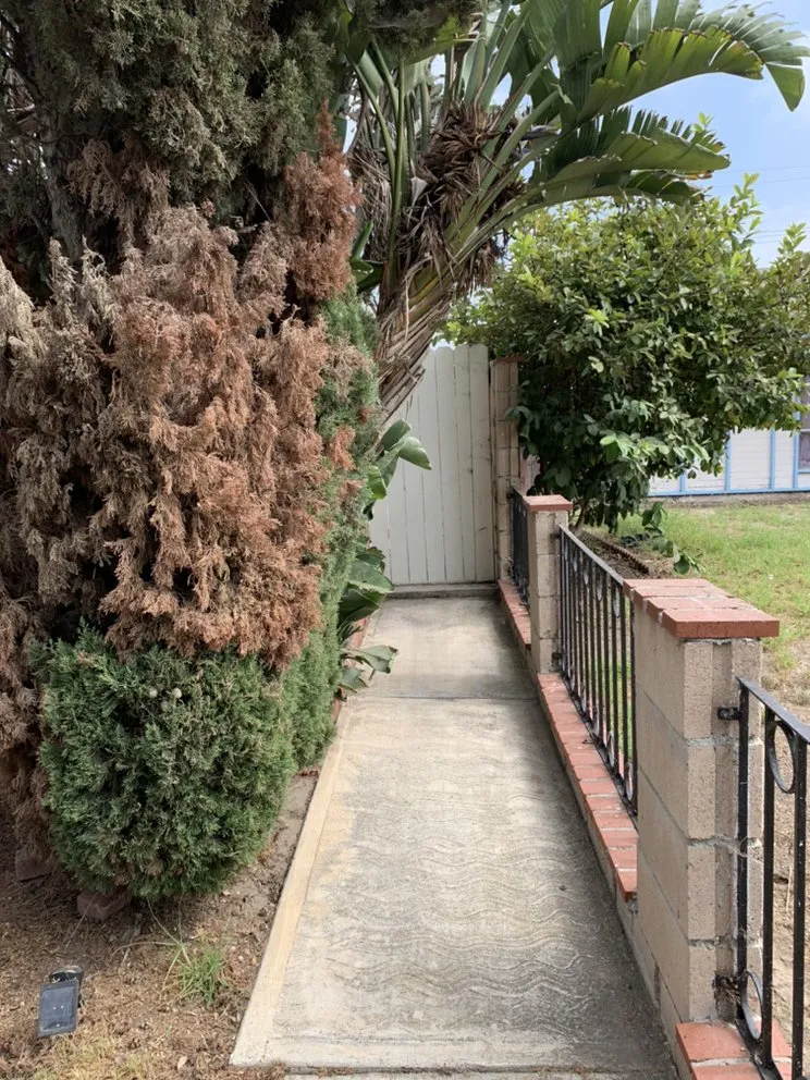 Reliable yard maintenance in Oxnard, CA by Ducky Landscape & Waste Management