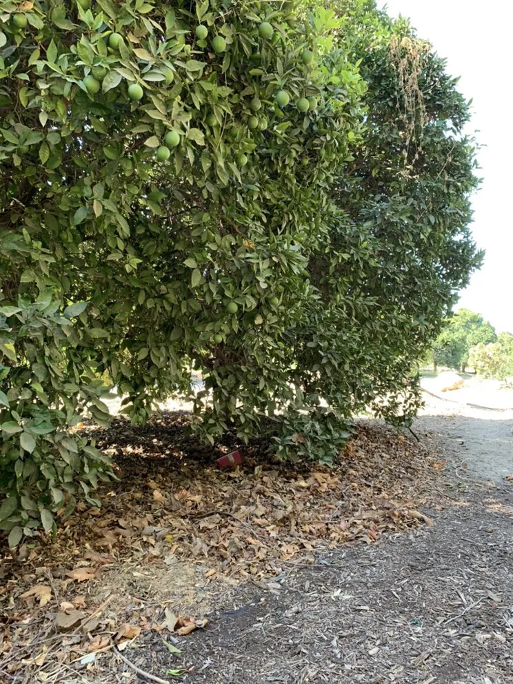 Reliable landscape installation for beautiful yards across Oxnard, CA - Ducky Landscape & Waste Management