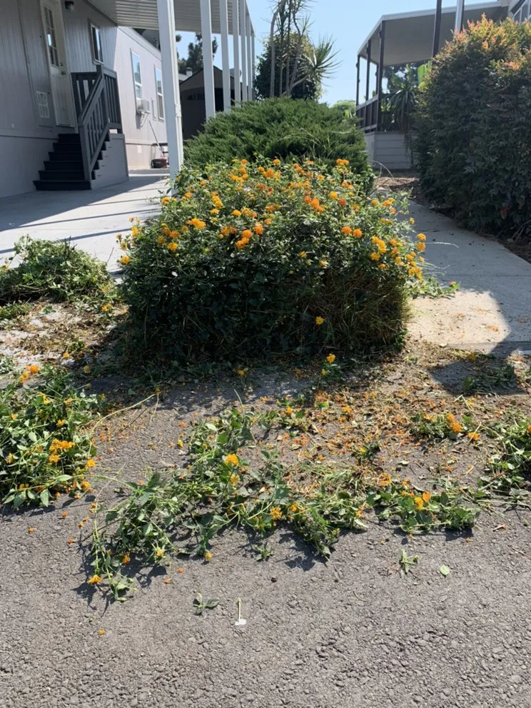 Trusted lawn care service in Oxnard, CA - Ducky Landscape & Waste Management