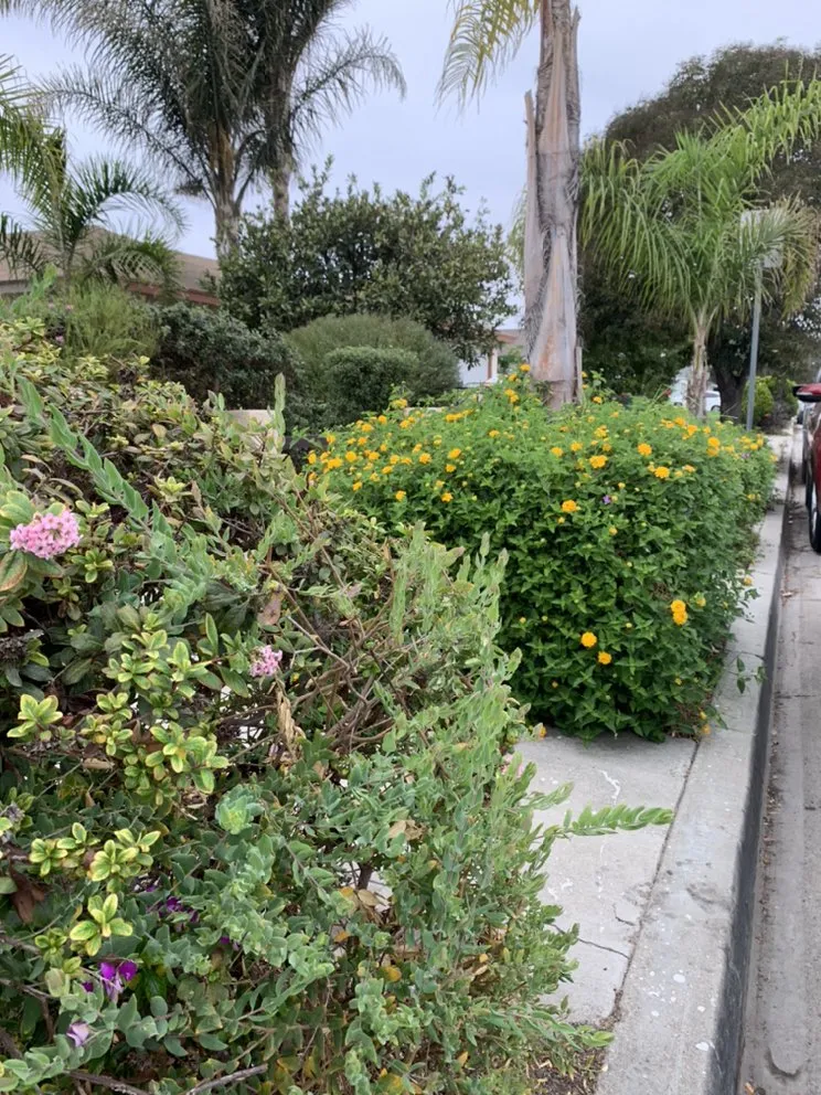 Top-rated yard maintenance in Oxnard, CA - Ducky Landscape & Waste Management