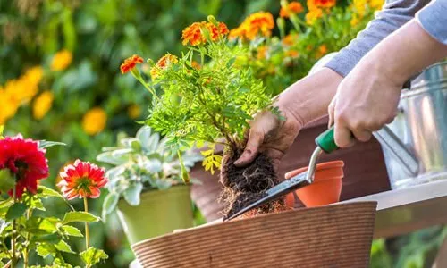 Duffy's Ornamental Stones Logo